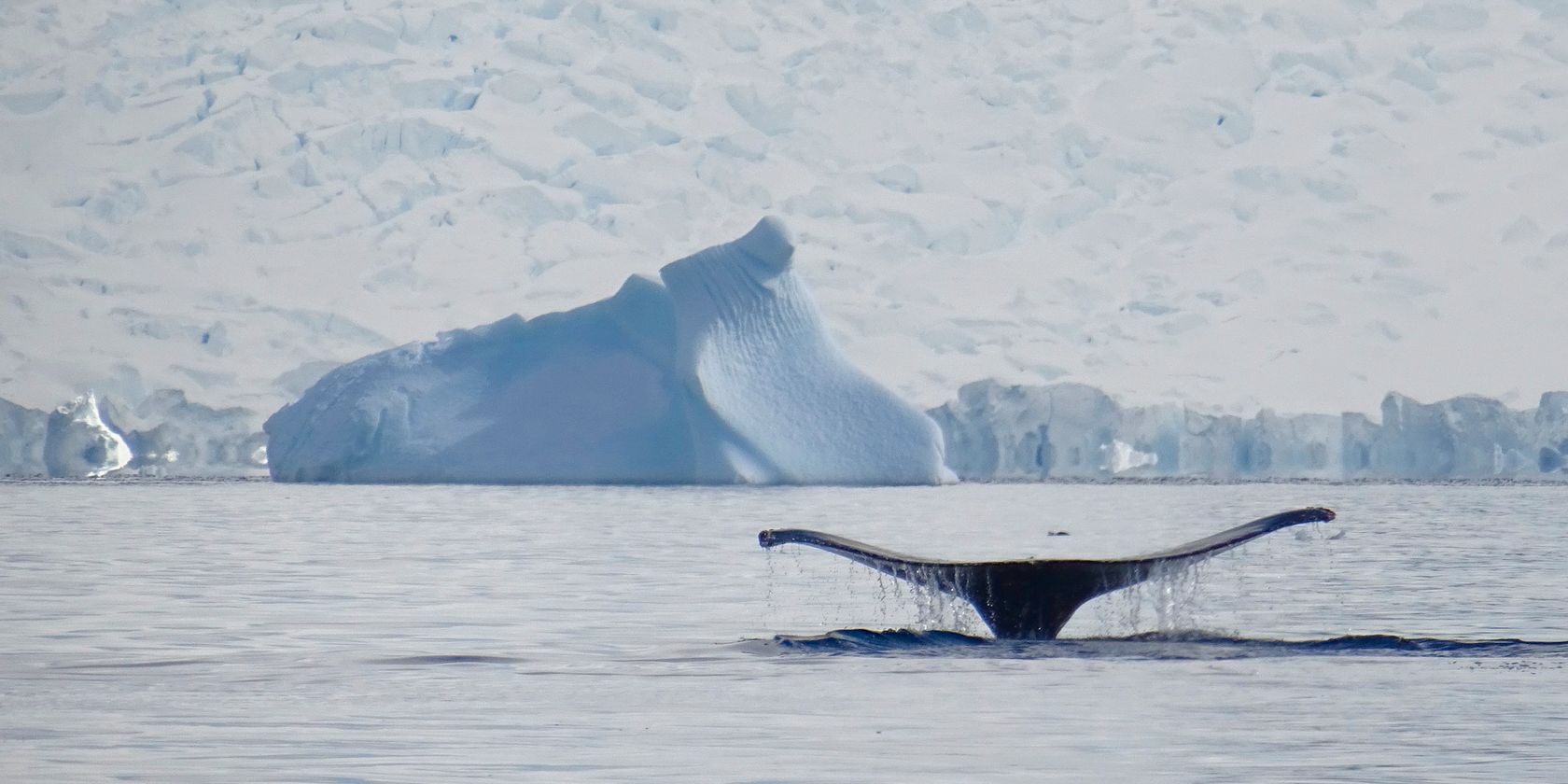 image of whale swimming in Antarctica